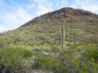 Saguaro National Park